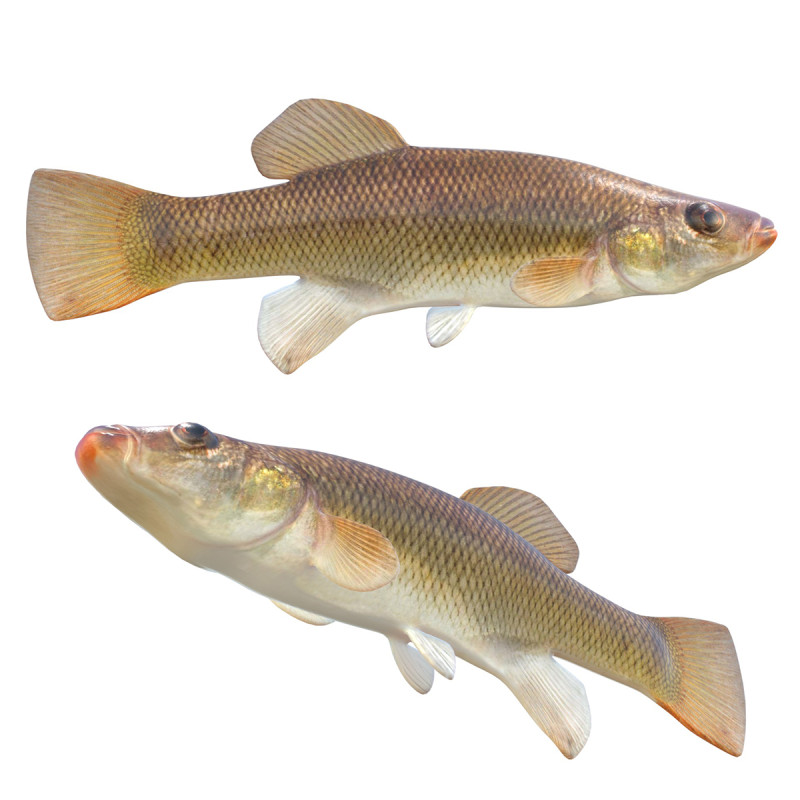 塞米诺尔鳉鱼鱼 3D 模型 .c4d .max .obj .3ds .fbx .stl .blend