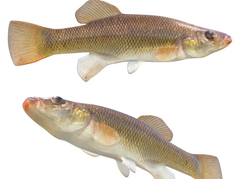Ryba Seminole Killifish Model 3D
