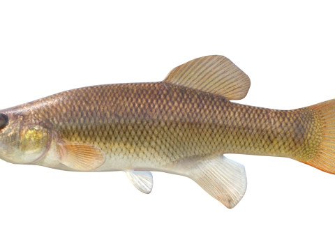 塞米诺尔鳉鱼鱼 3D 模型