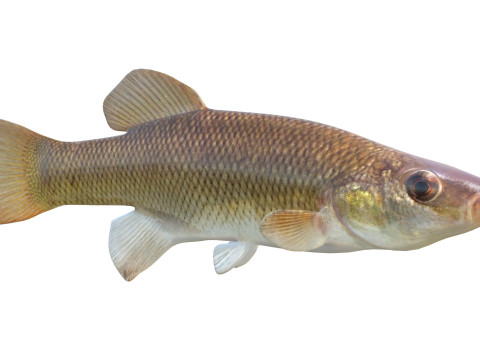 塞米诺尔鳉鱼鱼 3D 模型