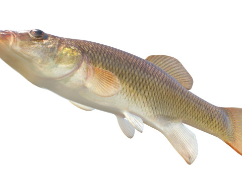 塞米诺尔鳉鱼鱼 3D 模型