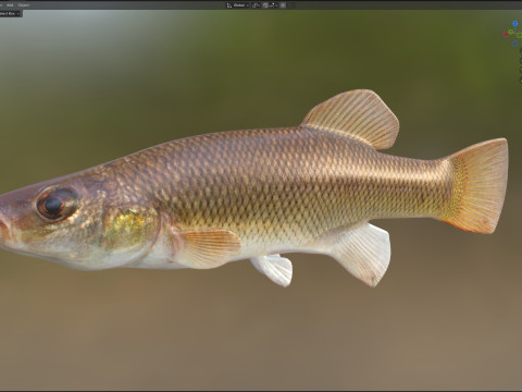 塞米诺尔鳉鱼鱼 3D 模型