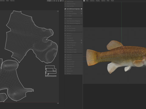 塞米诺尔鳉鱼鱼 3D 模型