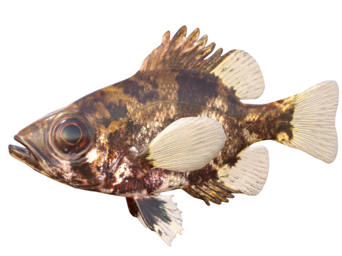 Pescado bajo sombra Modelo 3D