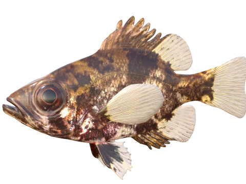 影子鲈鱼 3D 模型