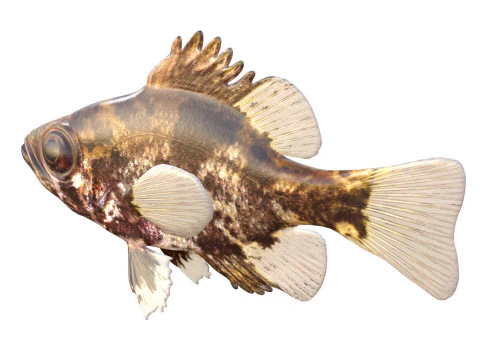 G&ouml;lge Levrek balığı 3D Model