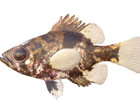 影子鲈鱼 3D 模型