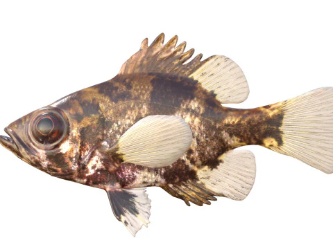 G&ouml;lge Levrek balığı 3D Model