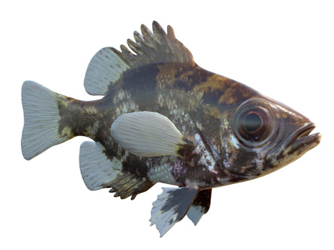 影子鲈鱼 3D 模型