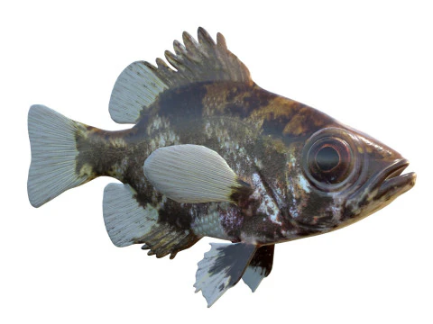 G&ouml;lge Levrek balığı 3D Model