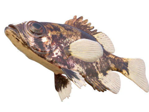 G&ouml;lge Levrek balığı 3D Model