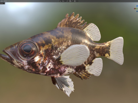 影子鲈鱼 3D 模型