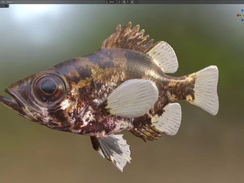 G&ouml;lge Levrek balığı 3D Model