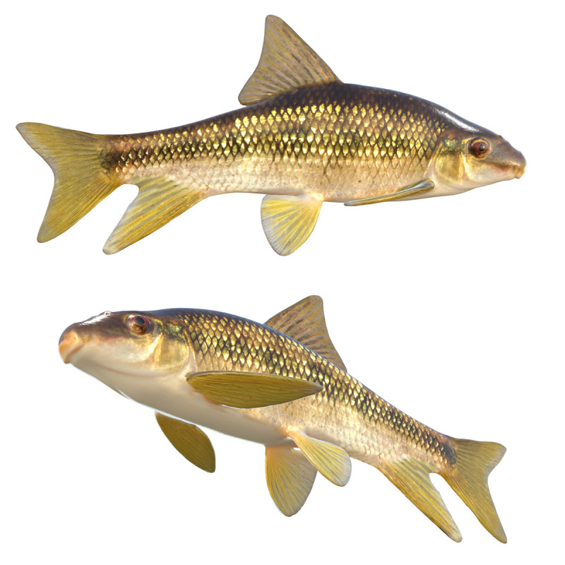 Sharpfin Chubsucker fish 3D Model .c4d .max .obj .3ds .fbx .stl .blend