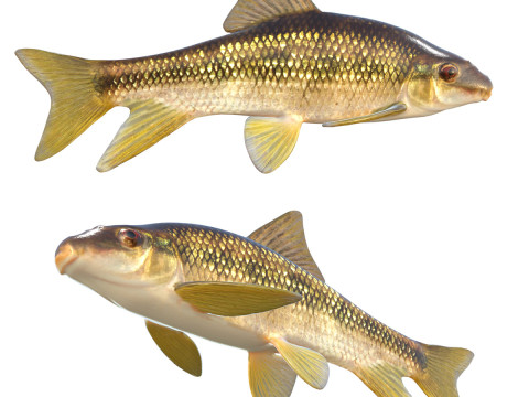 Poisson Chubsucker Sharpfin Modèle 3D