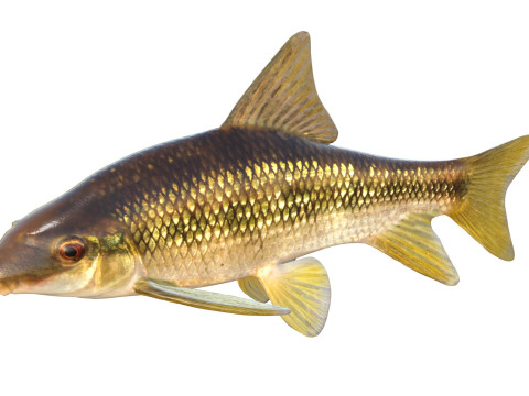 Peixe Chubsucker Sharpfin Modelo 3D