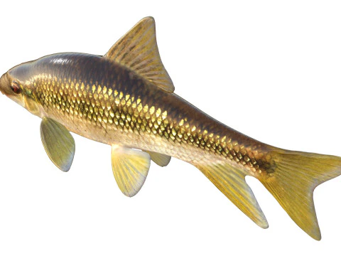 Pesce Chubsucker pinna affilata Modello 3D