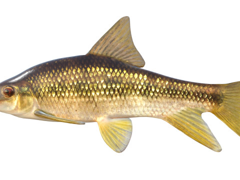 Peixe Chubsucker Sharpfin Modelo 3D