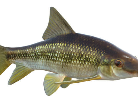 Peixe Chubsucker Sharpfin Modelo 3D