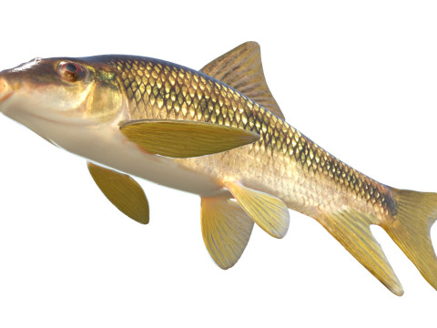 Peixe Chubsucker Sharpfin Modelo 3D