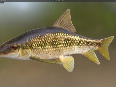 Peixe Chubsucker Sharpfin Modelo 3D