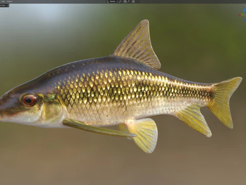 Pesce Chubsucker pinna affilata Modello 3D