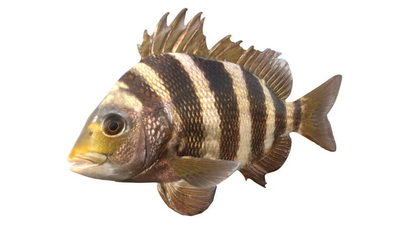 Poisson t&ecirc;te de mouton Modèle 3D .c4d .max .obj .3ds .fbx .stl .blend 