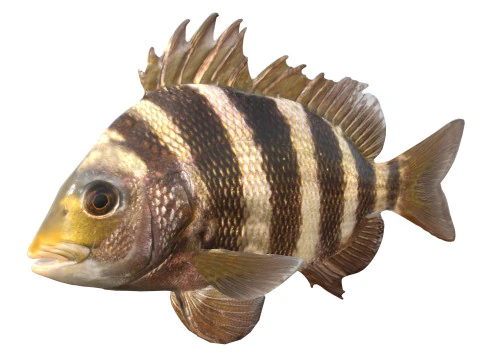 Schapenkop vis 3D Model