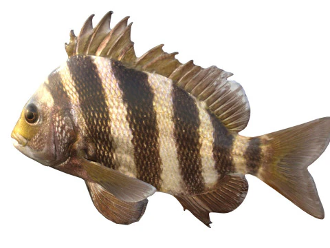 Poisson t&ecirc;te de mouton Modèle 3D