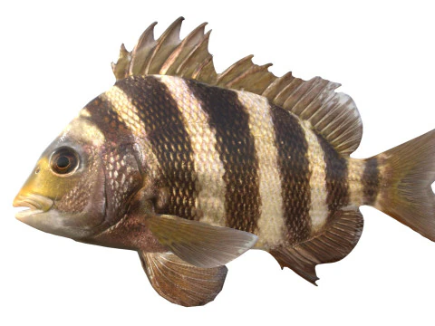 Poisson t&ecirc;te de mouton Modèle 3D