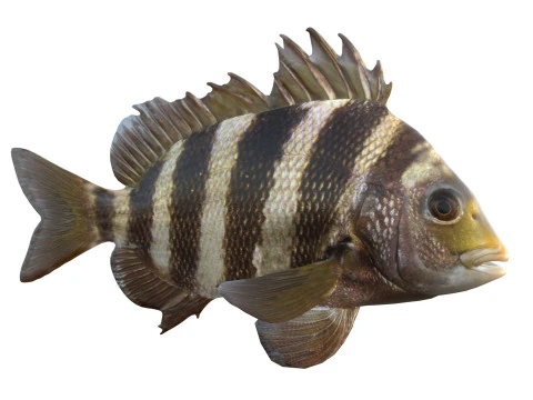 Poisson t&ecirc;te de mouton Modèle 3D