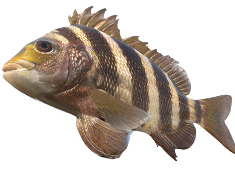 Poisson t&ecirc;te de mouton Modèle 3D