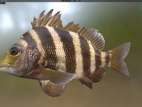 Poisson t&ecirc;te de mouton Modèle 3D