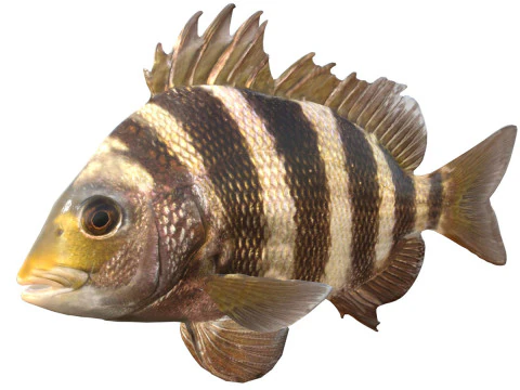 Poisson t&ecirc;te de mouton Modèle 3D