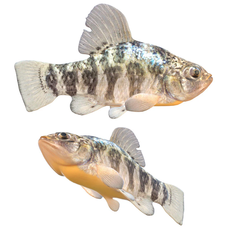 Sheepshead Minnow fish 3D Model .c4d .max .obj .3ds .fbx .stl .blend