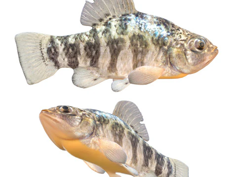 Schapenkopvoornvis 3D Model