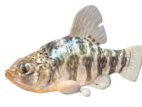 Sheepshead Minnow fish 3D Model