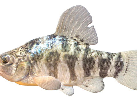 Sheepshead Minnow fish 3D Model