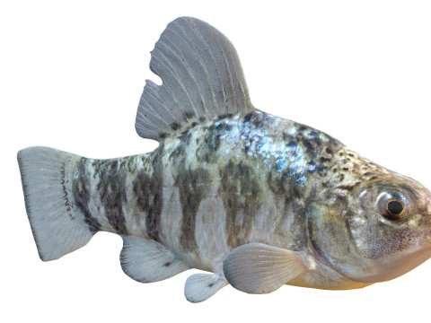 Sheepshead Minnow fish 3D Model