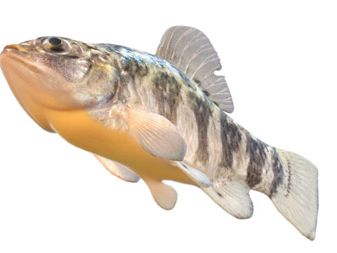 Sheepshead Minnow fish 3D Model
