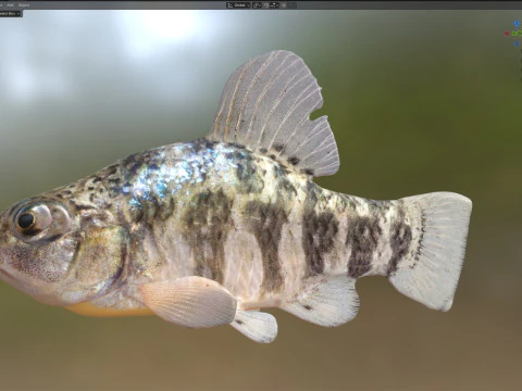 Sheepshead Minnow fish 3D Model