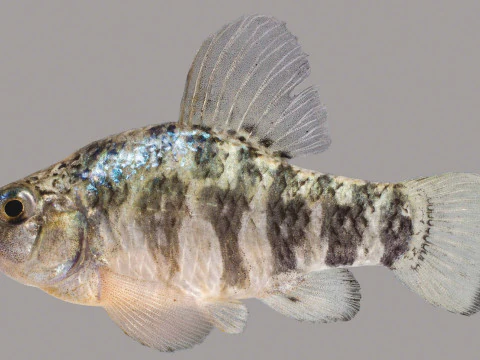 Sheepshead Minnow fish 3D Model