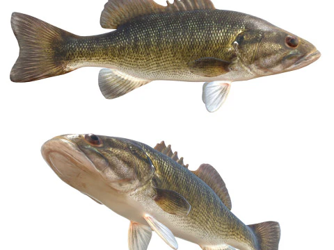 Косякова риба окунь 3D Модель