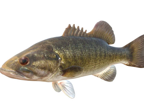 Shoal Bass fish 3D Model