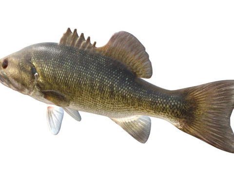 Shoal Bass fish 3D Model