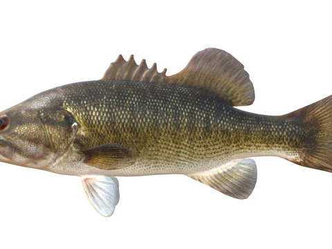 Shoal Bass fish 3D Model