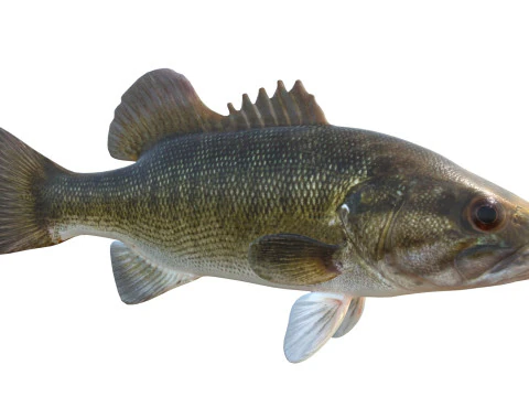 Shoal Bass fish 3D Model