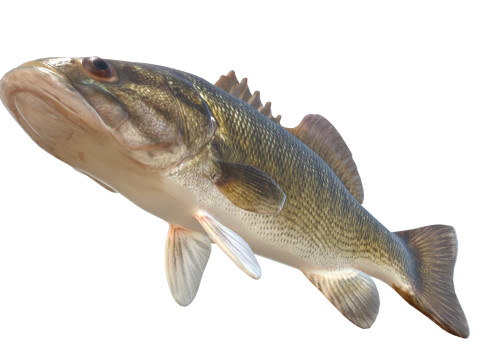 Pescado bajo Modelo 3D