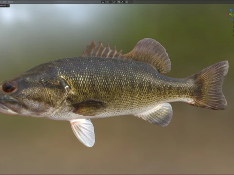 Shoal Bass fish 3D Model