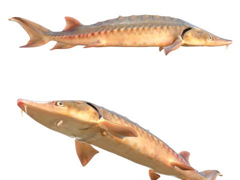 Коротконоса осетрова риба 3D Модель